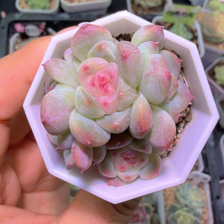 四头秃子甜心特特