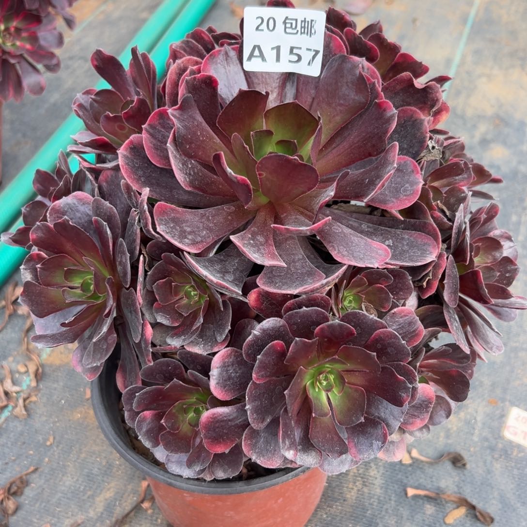 157爱神，满20包邮