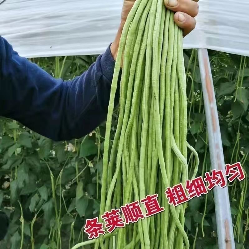 【直播特惠】摘不败长豆角种子肉质脆嫩四季高产长豆角豆角种子