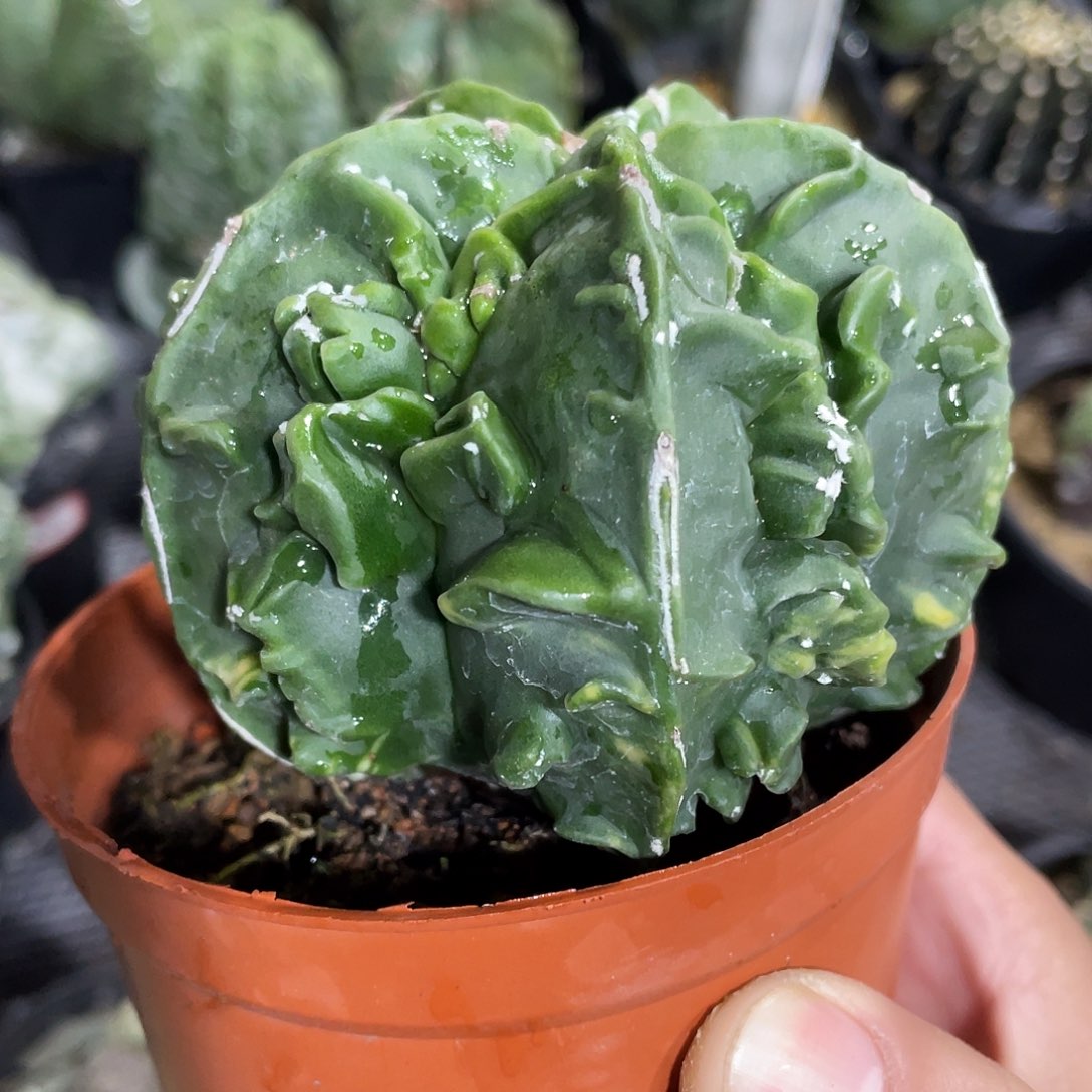 067实生根核桃鸾凤玉锦