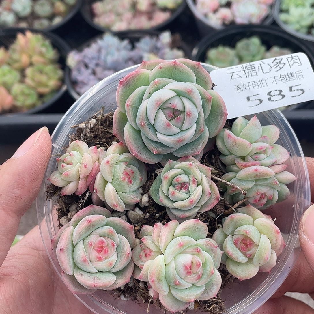 云糖心多肉植物585