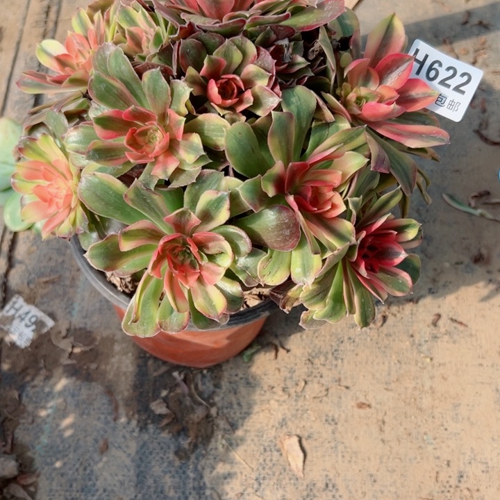 622香妃多肉植物