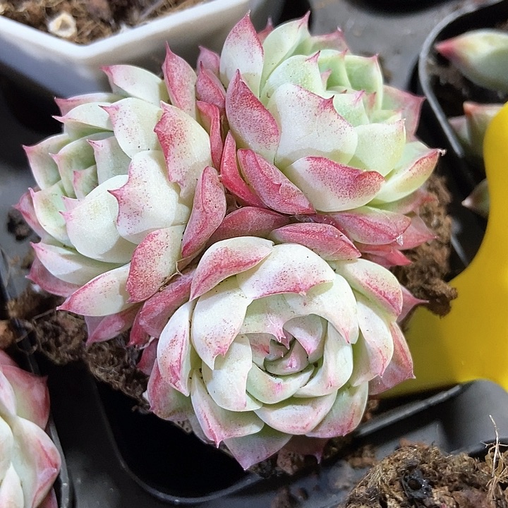 多肉植物女王707