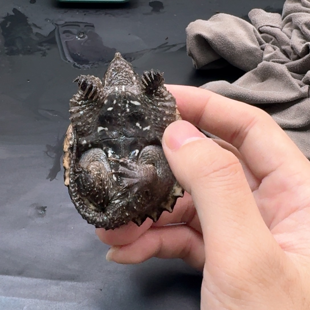 宠物龟不分公母111