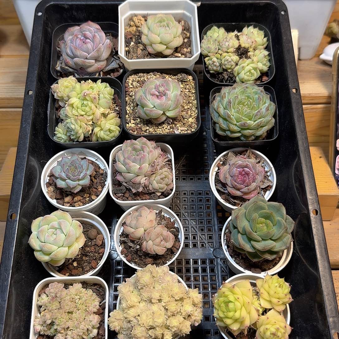 框拍框拍0417-91