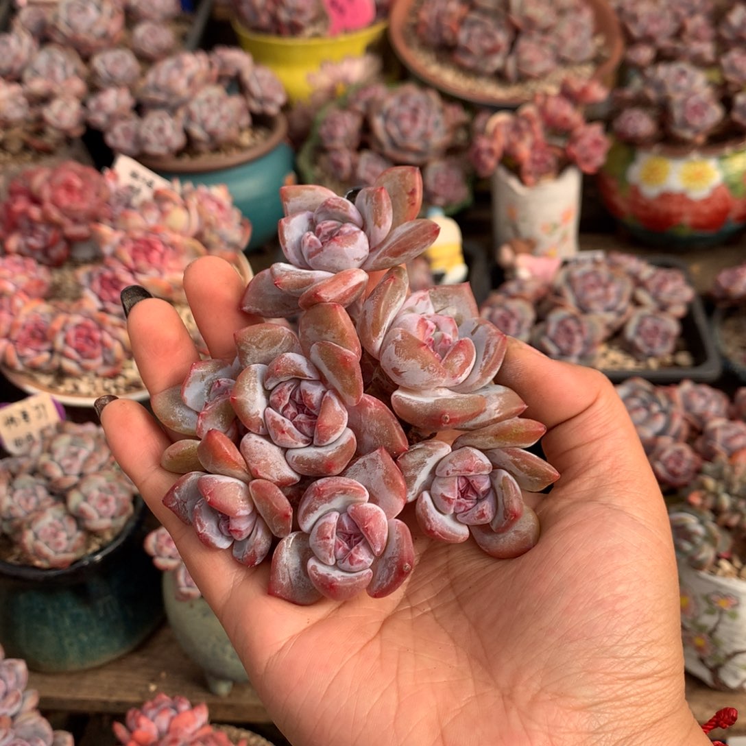 哈哈哈哈哈哈哈哈7