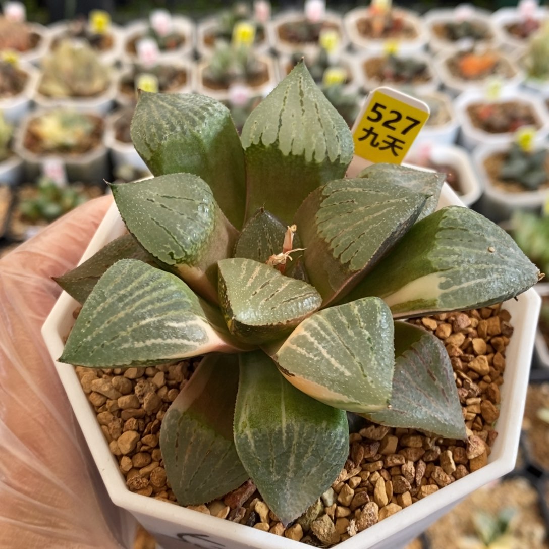 527号红太阳寿锦多肉植物