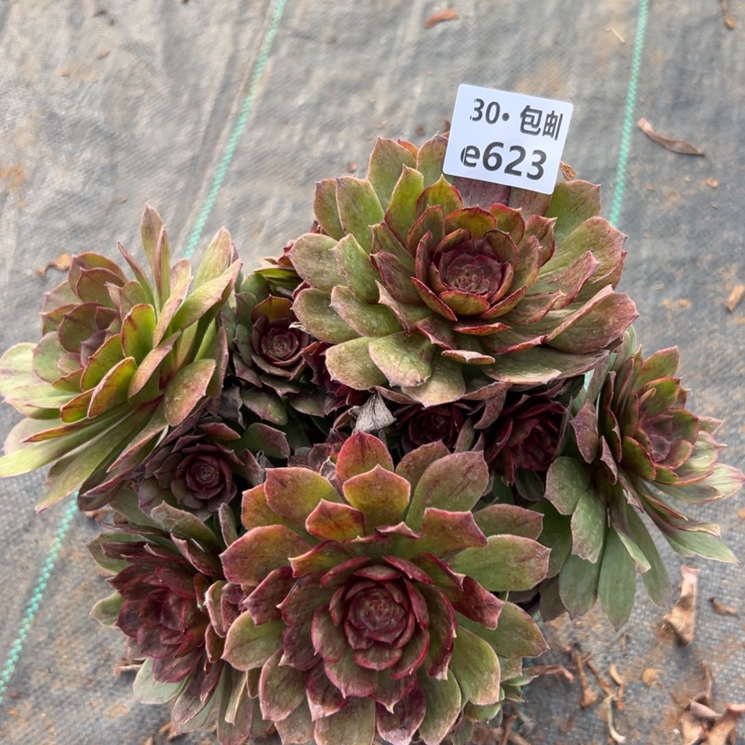 623 红霞多肉法师