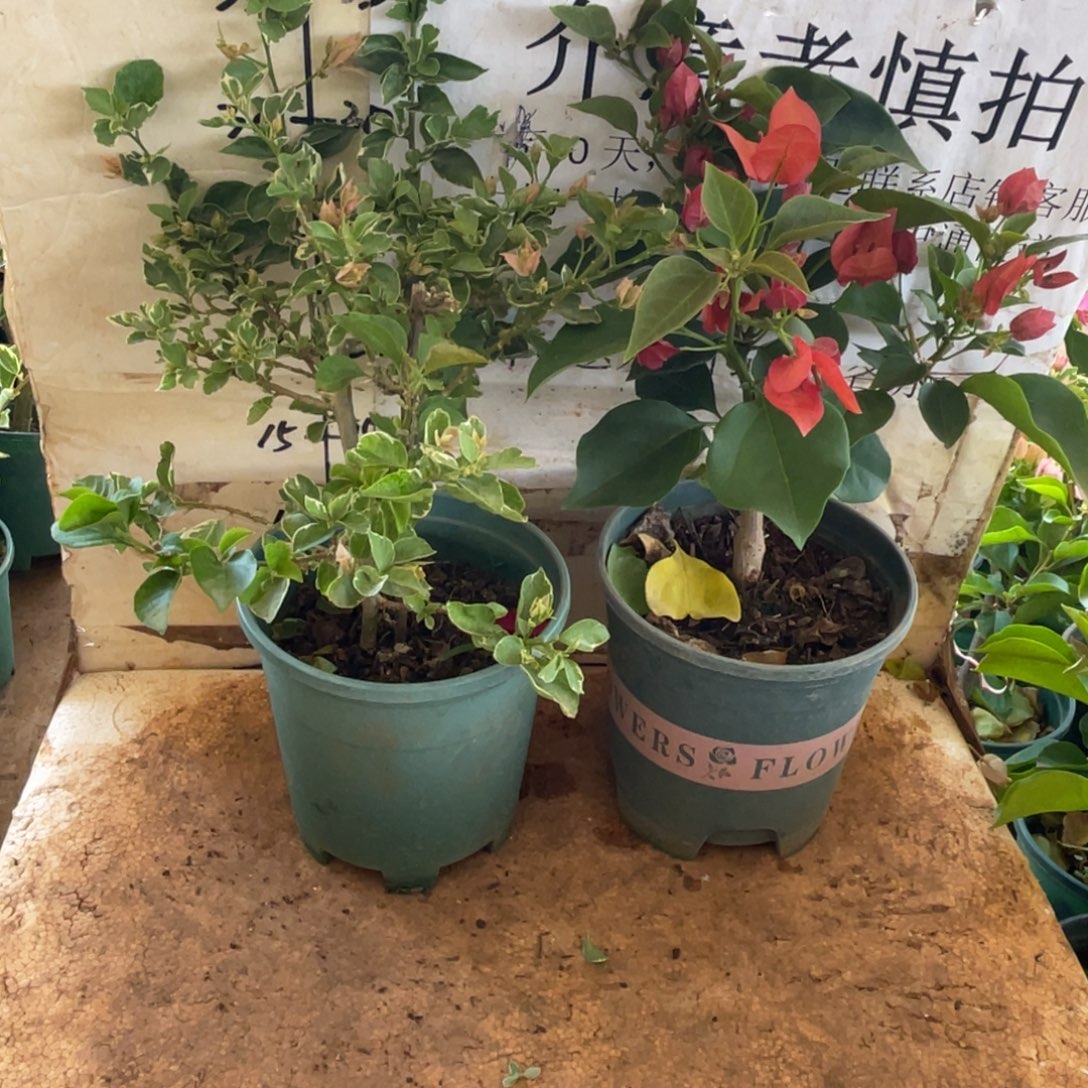 当前无花朵，栽培后可花朵39h2