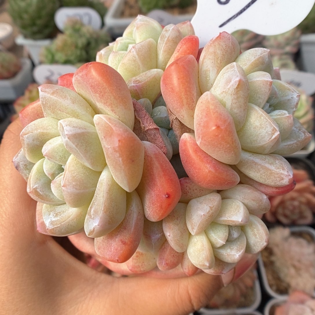 草莓冰玉群生989号。 