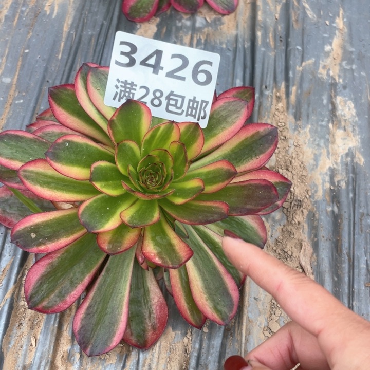 3426一号棚多肉植物J