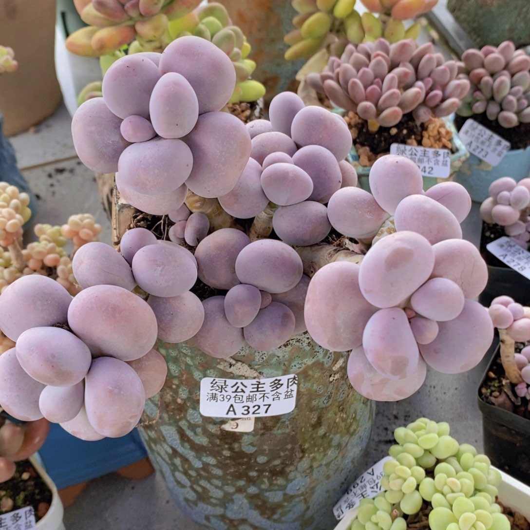 芭比奶洛14cm327多肉植物