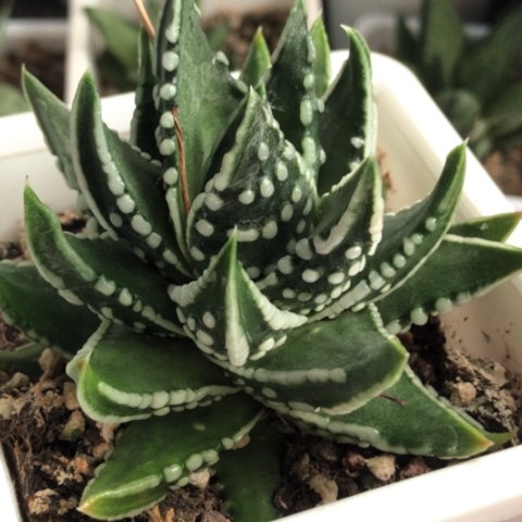 达摩泪珠母本带盆发货