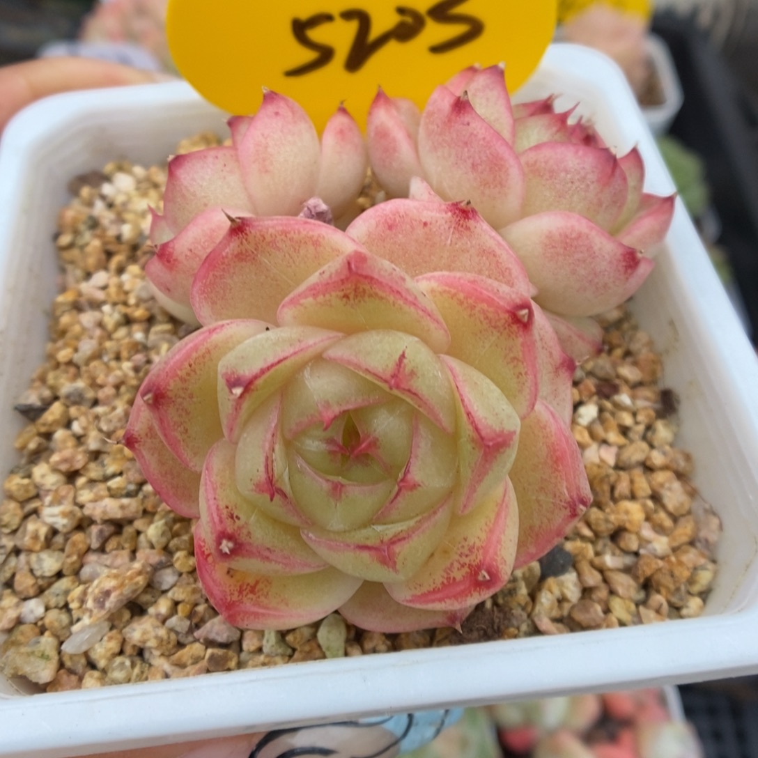 水晶小笼包麦秆5205号