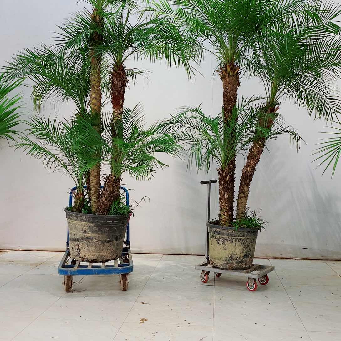 英****纳23569900000000