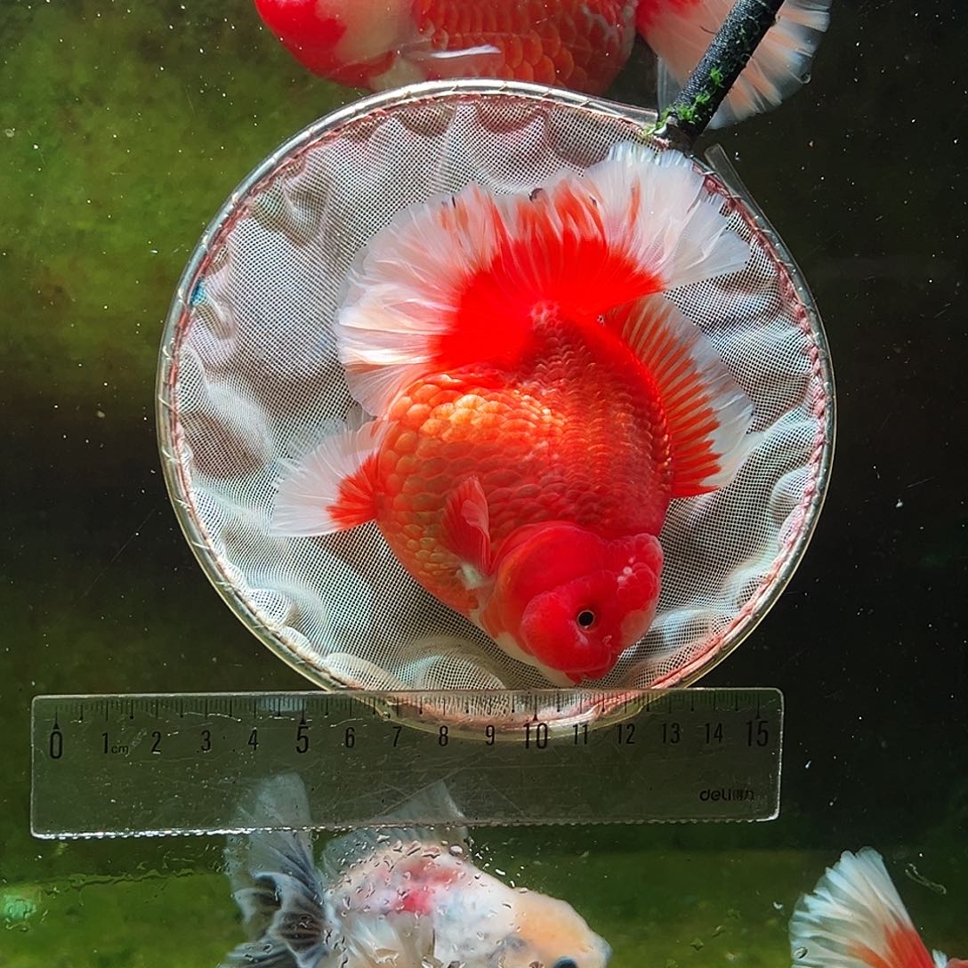 金鱼冷水金鱼百褶泰狮