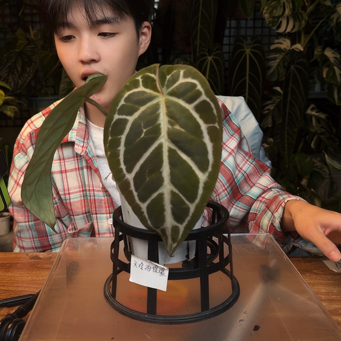 完全开放L50米歇尔杂银骑士