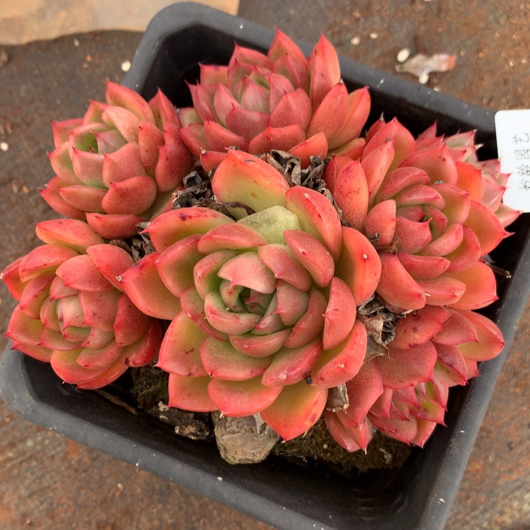 8541杂交多肉植物