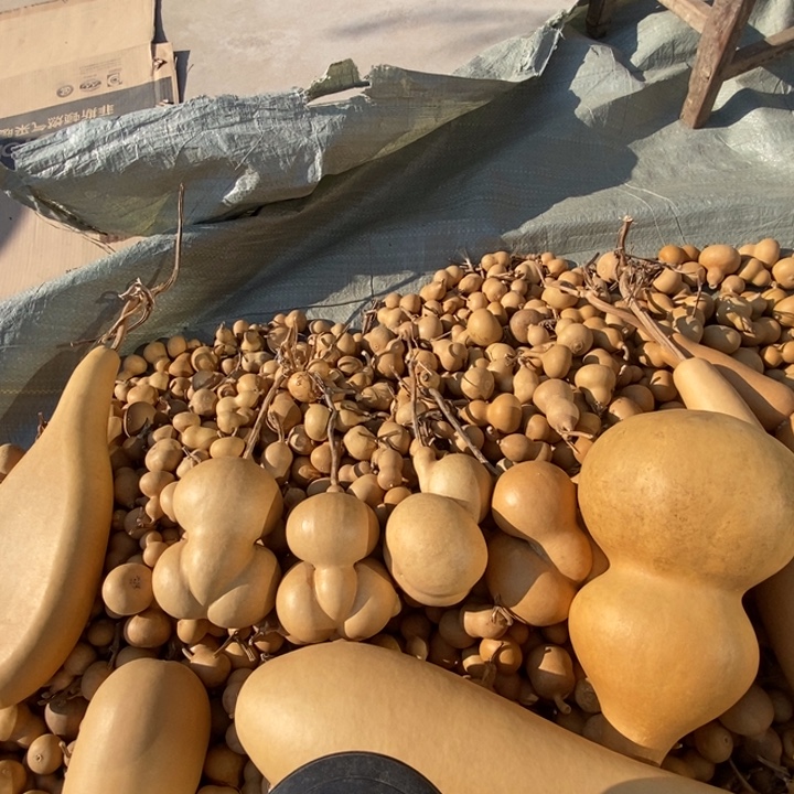 葫芦微瑕金蝉大葫芦