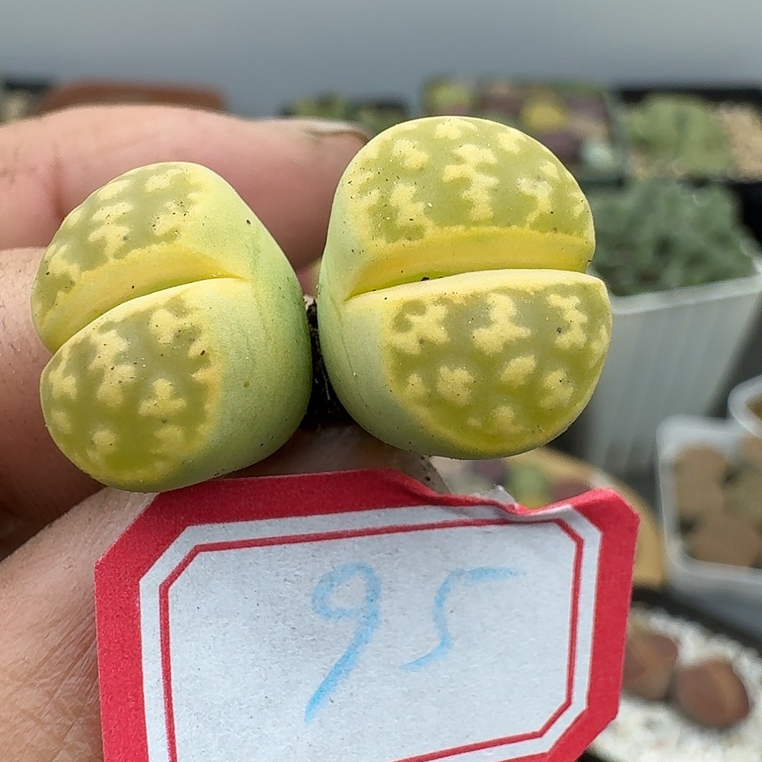 95多肉哈哈哈哈哈哈哈