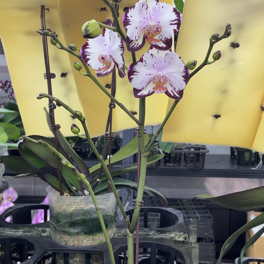 无花朵哈宝单间五寸