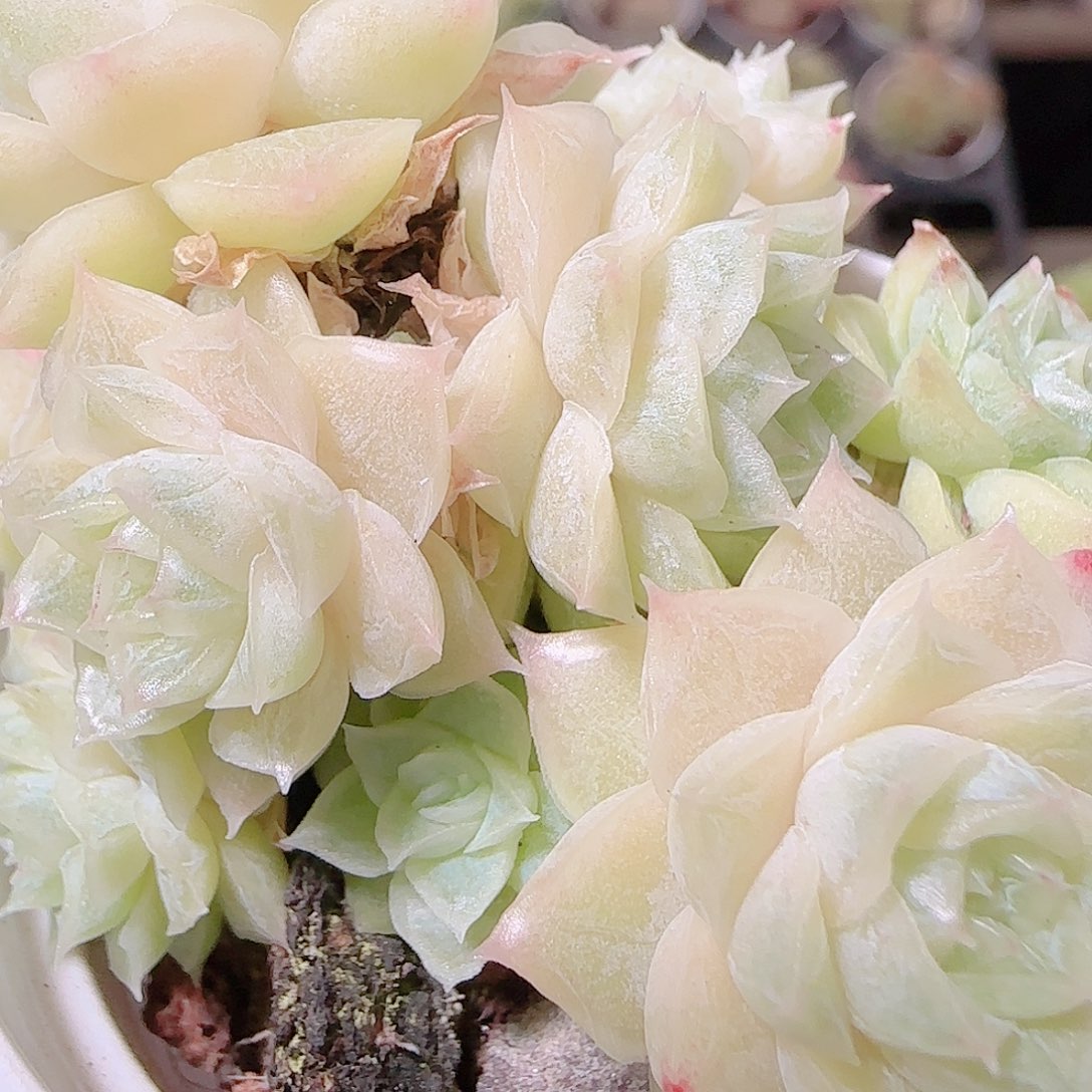 花语逸镜1122-209散