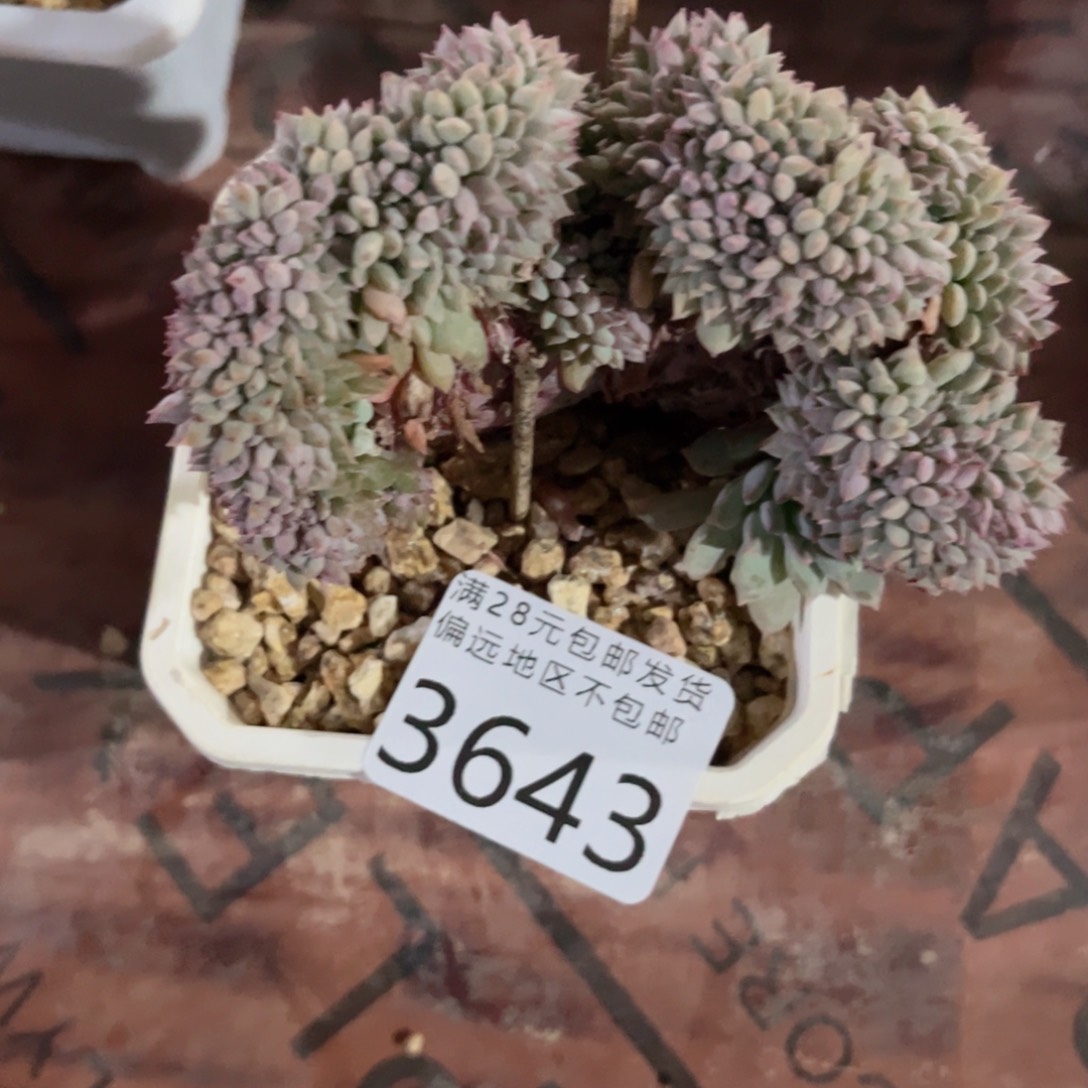 大3643:；d c g g g h j