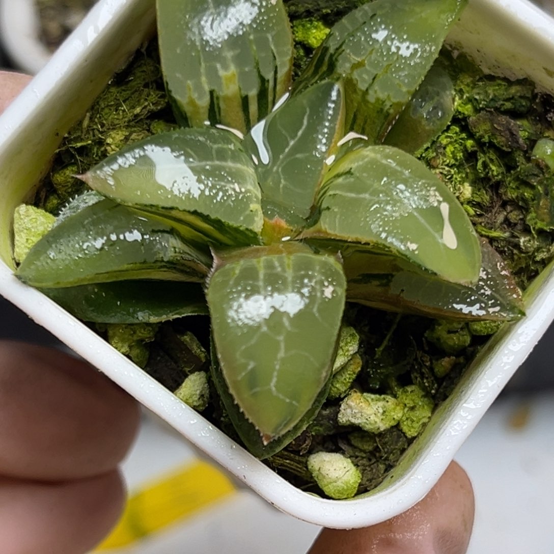 十二卷多肉植物1293冰河