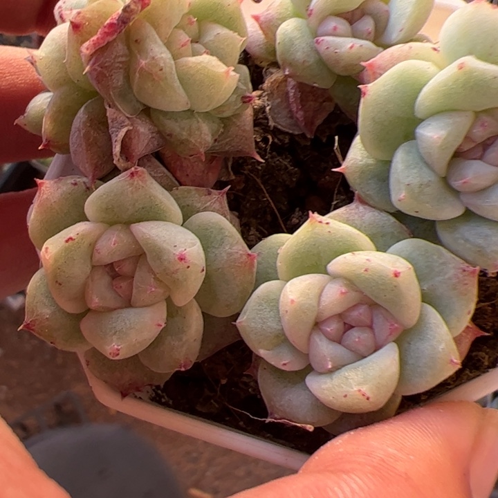 *****一物一拍，精品糖心