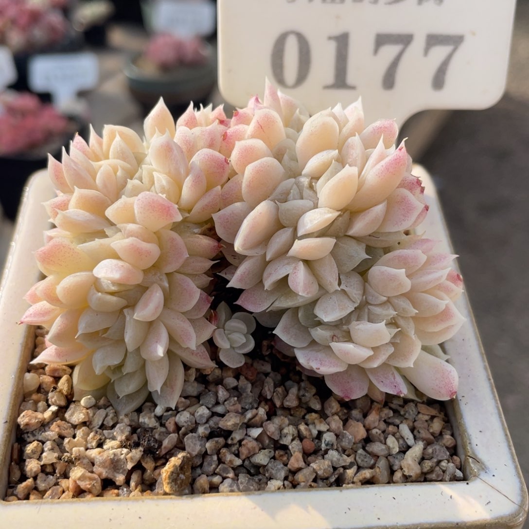 0177 白月影缀化 7厘米 不带盆