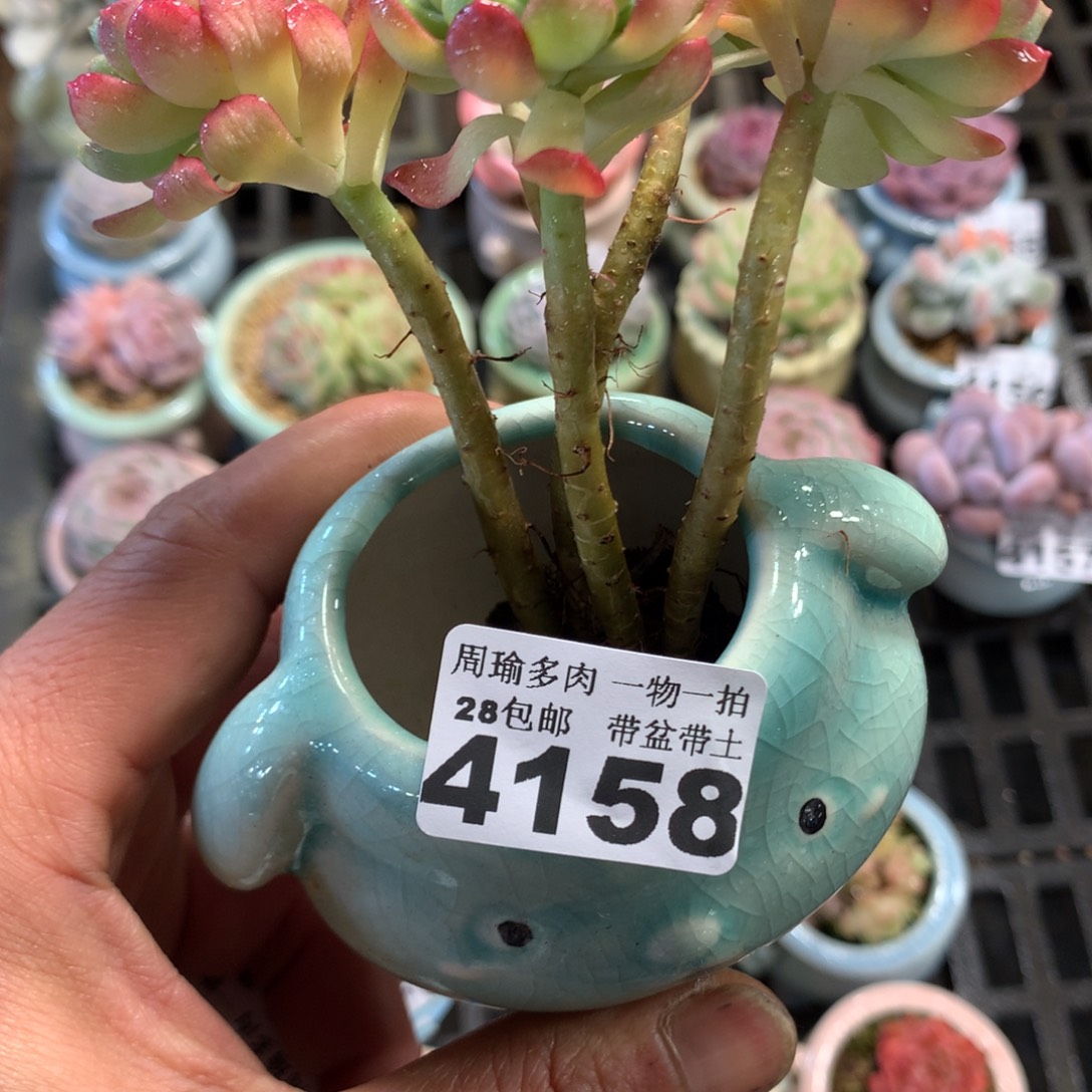 精控多肉植物4158