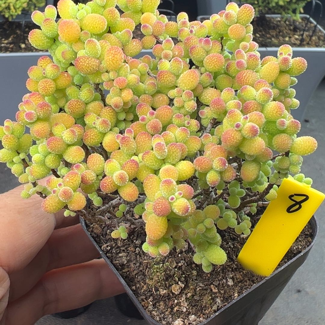 金桔糖球8号6.5cm盆