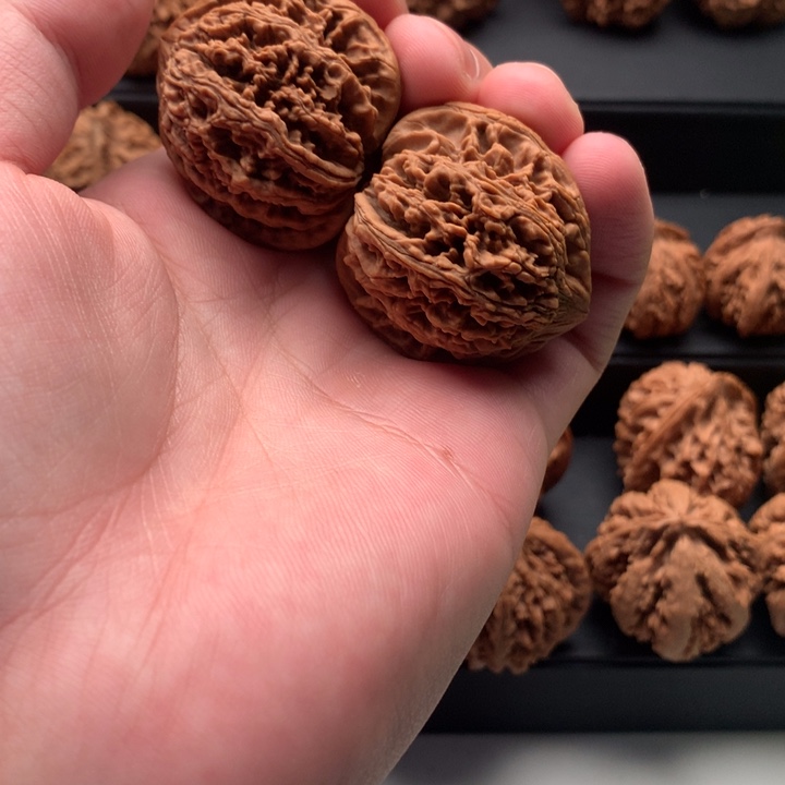 其他核桃1*3秦岭的森林中的大大