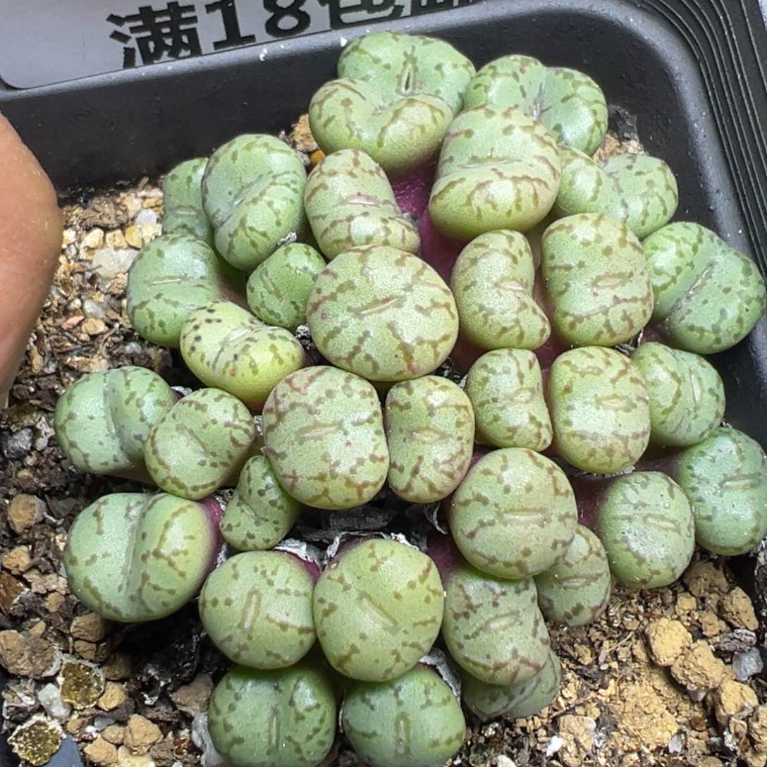 【闪购商品】 254。  
