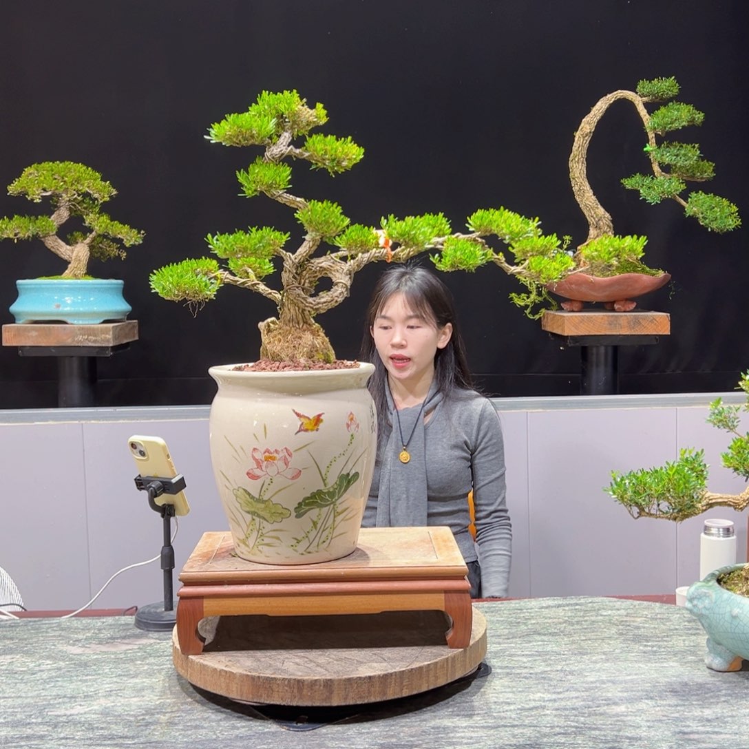 绿植黄杨盆景盆景