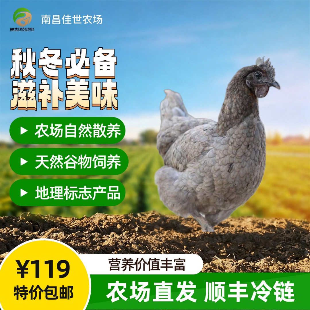 江西安义散养有机瓦灰鸡（鸡单只净重2.5斤左右）