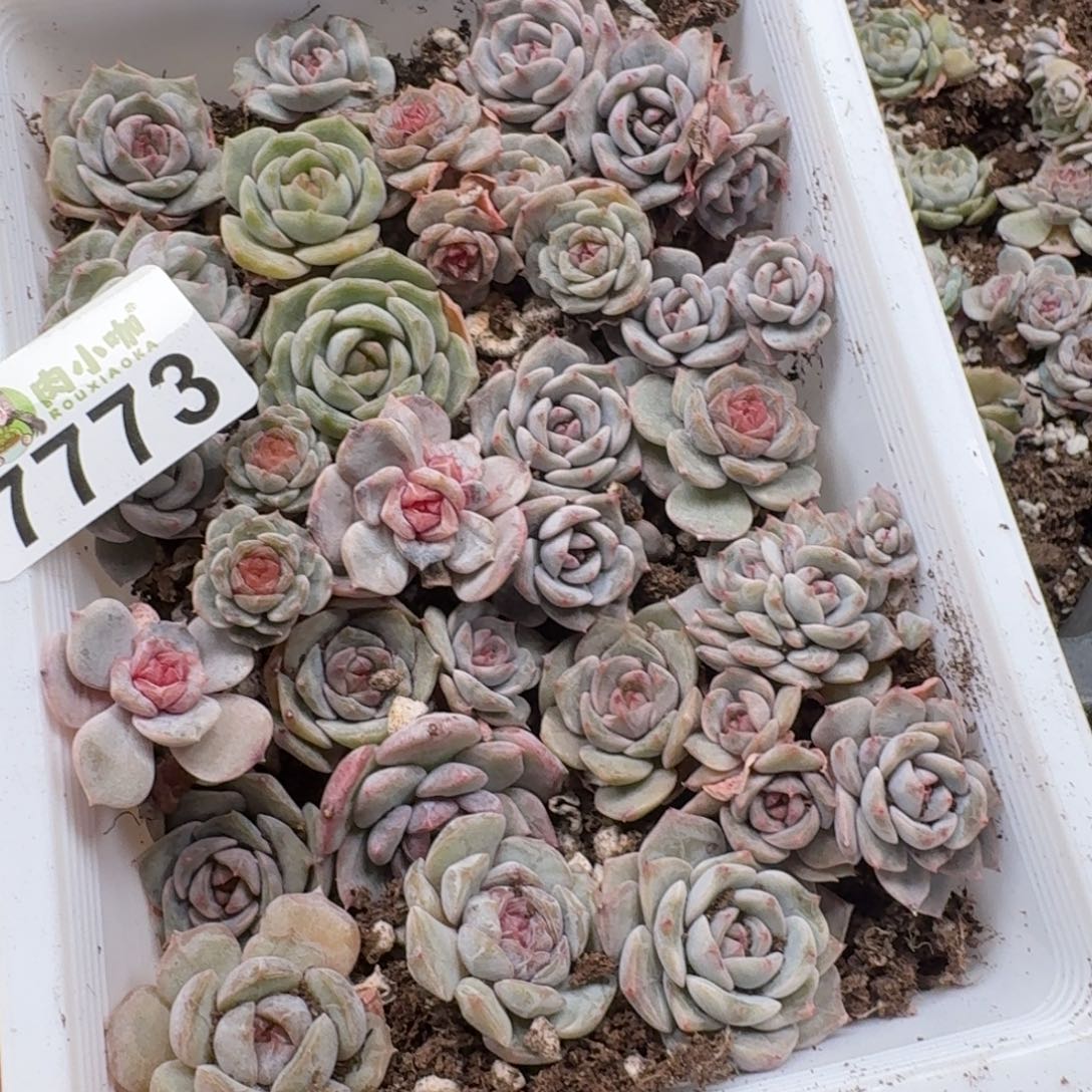 泡***x多肉植物多肉植物