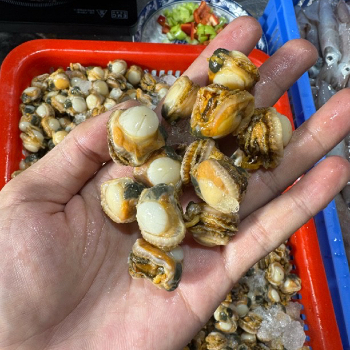 广东湛江 扇贝肉 螺肉（部分包装密封不好 介意勿拍）
