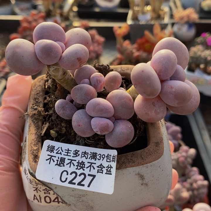 芭比奶洛老桩227多肉植物