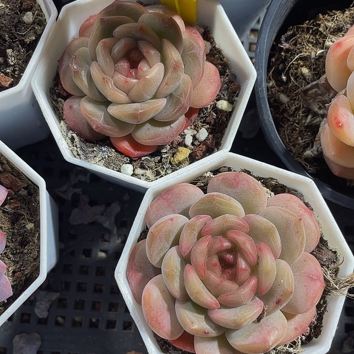 糖葫芦珍妮带盆土发