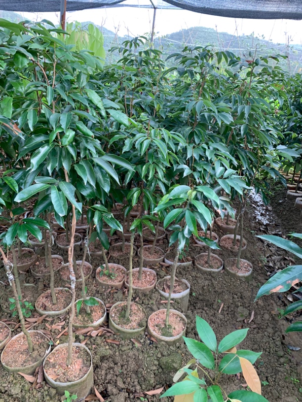 精选无核桂味仙进奉白糖罂