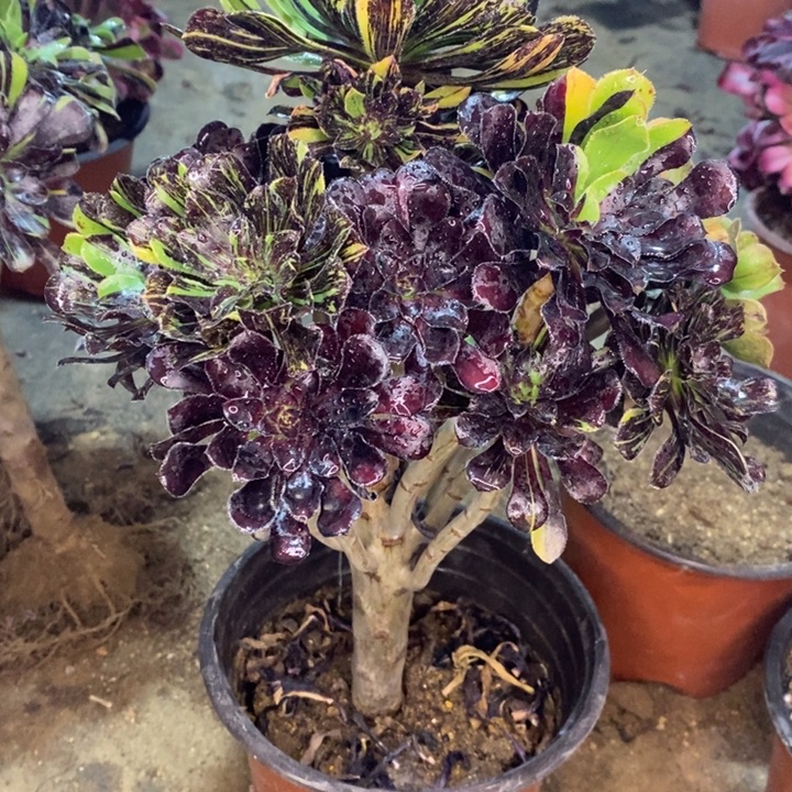 水墨丹青9多肉植物法师法师