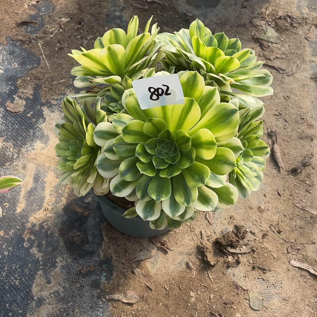 802法师植物金丝翡翠