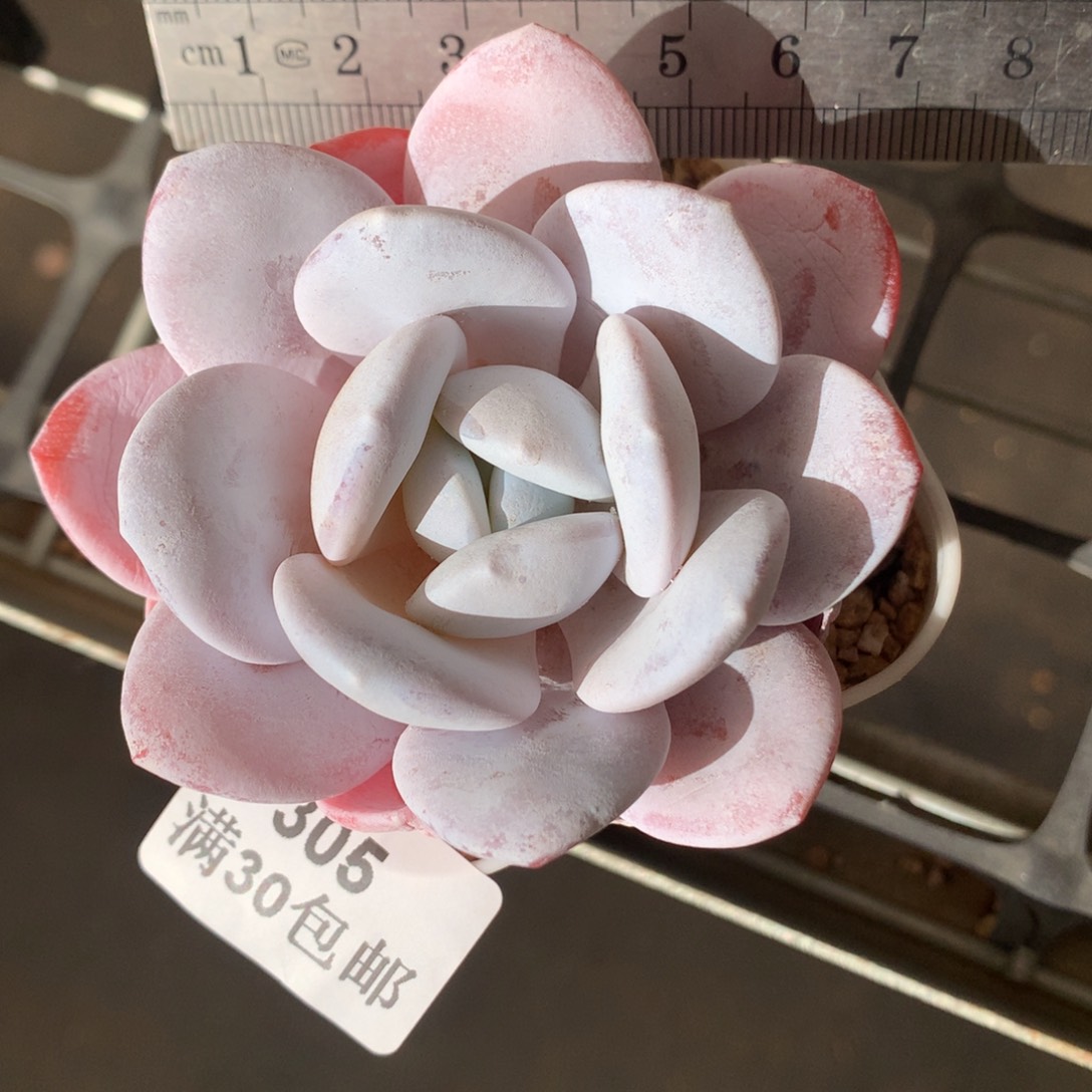 305。雪莲单头多肉。