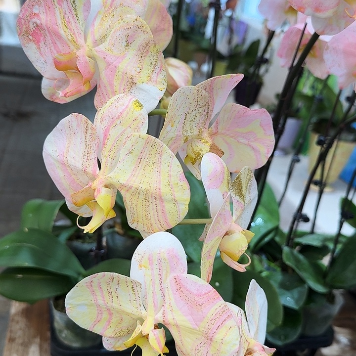 完全开放蝴蝶兰一物一拍