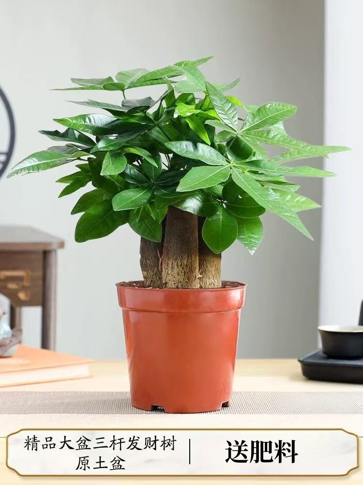 【三杆发财树】客厅发财树小盆栽绿植室内办公室书桌美观复古风植物