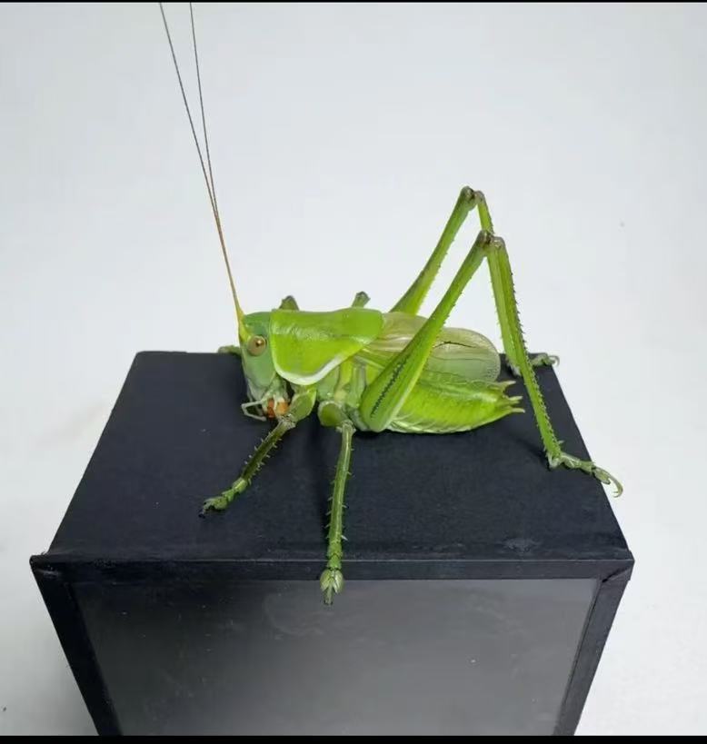 翡翠绿蝈蝈 新脱蝈蝈（顺丰包邮 偏远地区不包邮）