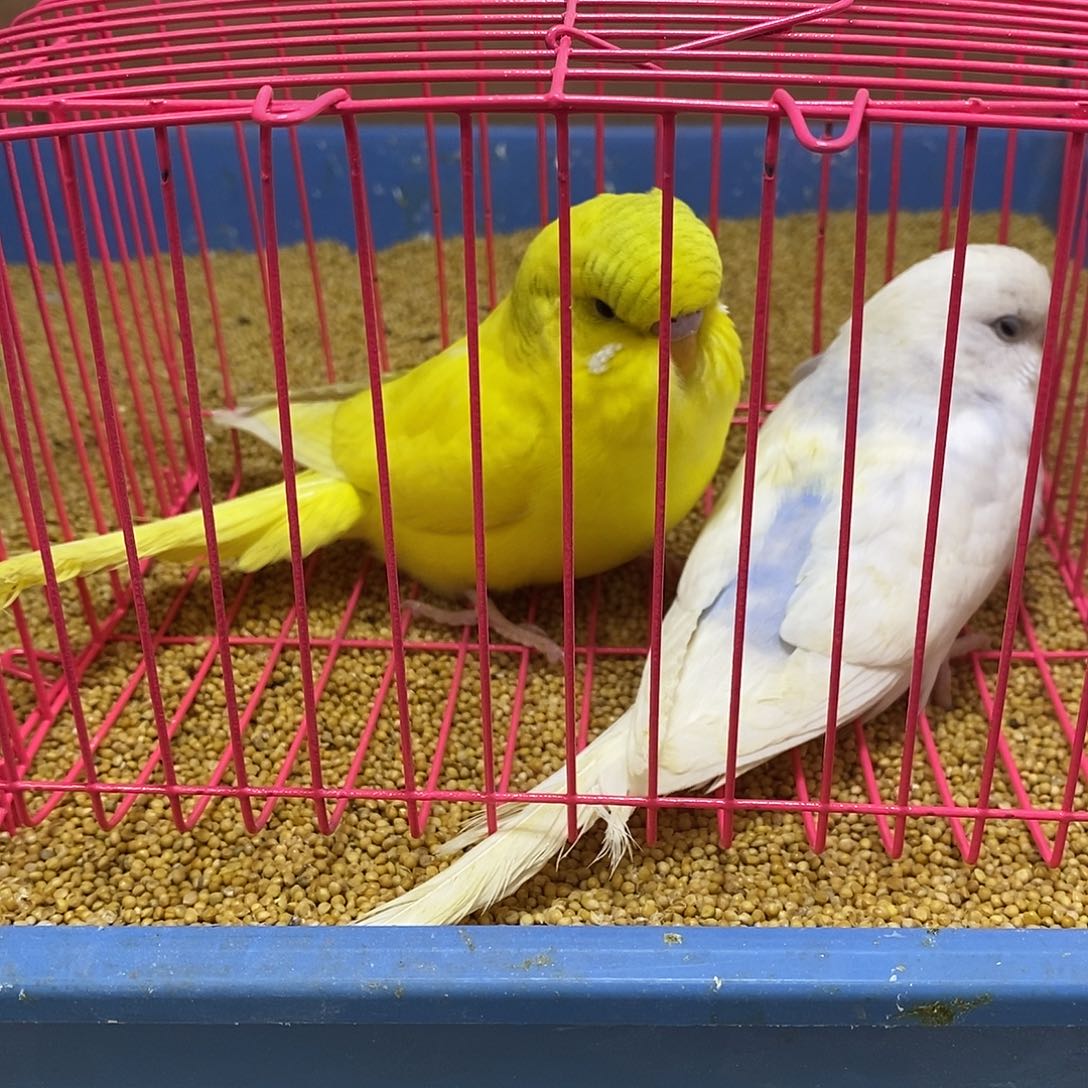 虎皮鹦鹉大头虎皮