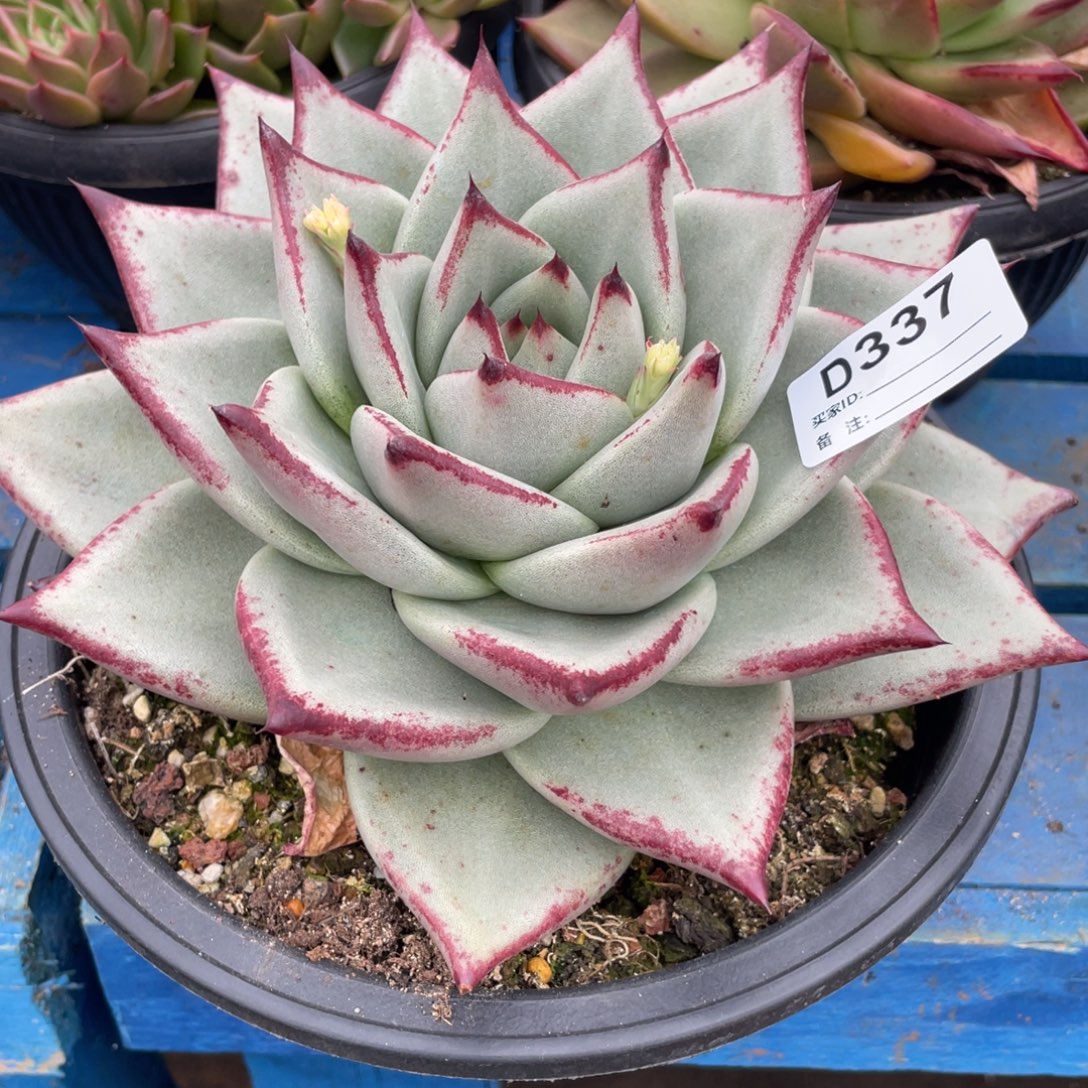 无花朵若如东云组拍D337