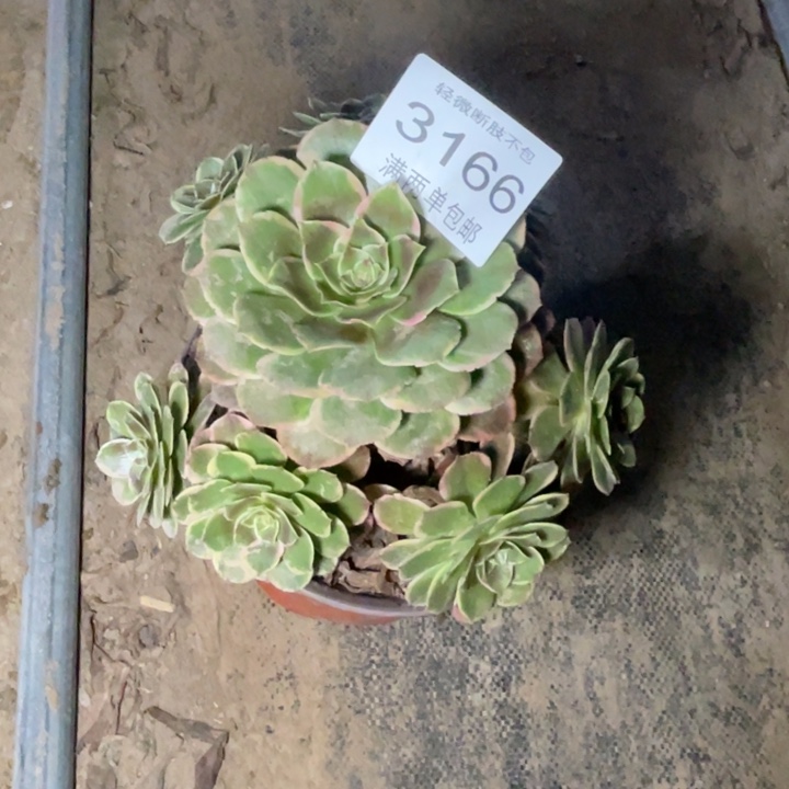 3166万花筒的的的人多